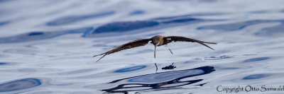 Bulwerss Petrel - Bulweria bulwerii