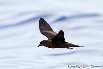 Bulwerss Petrel - Bulweria bulwerii