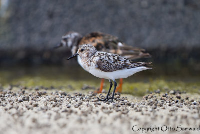 Sanderling - Calidris alba