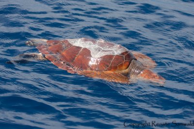 Loggerhead Turtle - Caretta caretta