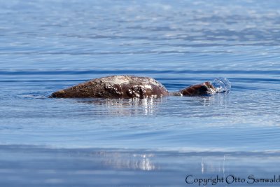 Loggerhead Turtle - Caretta caretta