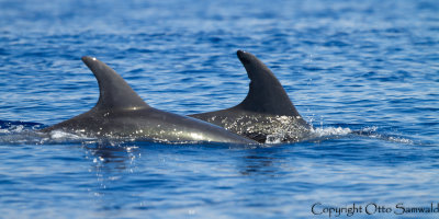 Bottlenose Dolphin - Tursiops truncatus