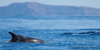 Bottlenose Dolphin - Tursiops truncatus