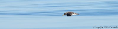 Cory´s Shearwater - Calonectris borealis