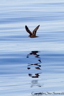 Bulwers´s Petrel - Bulweria bulwerii
