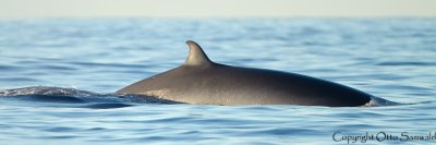 Brydes Whale - Balaenoptera edeni