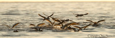 Cory´s Shearwater - Calonectris borealis