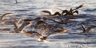 Cory´s Shearwater - Calonectris borealis