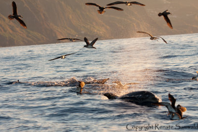 Corys Shearwater & Bottlenose Dolphin - Calonectris borealis &Tursiops truncatus