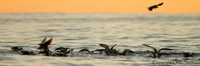 Cory´s Shearwater - Calonectris borealis