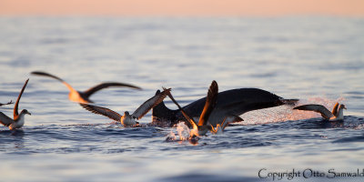 Corys Shearwater & Bottlenose Dolphin - Calonectris borealis &Tursiops truncatus