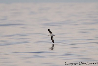 Zino´s Petrel - Pterodroma madeira
