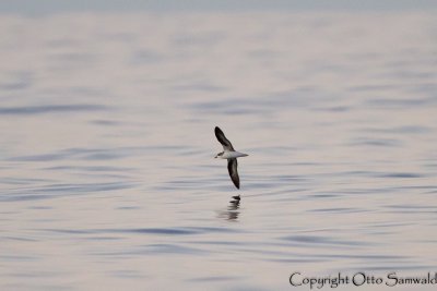 Zinos Petrel - Pterodroma madeira