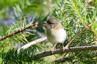 Madeira Firecrest - Regulus madeirensis