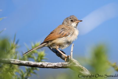 Spectacled Warbler - Sylvia conspicillata bella