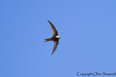 Plain Swift - Apus unicolor