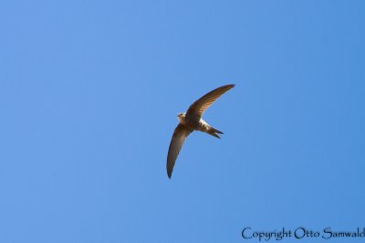 Plain Swift - Apus unicolor