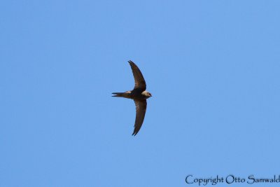 Plain Swift - Apus unicolor