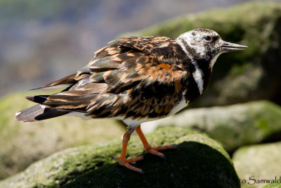 Ruddy Turnstone - Arenaria interpres