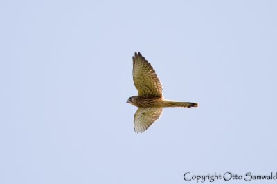 Common Kestrel - Falco tinnunculus canariensis
