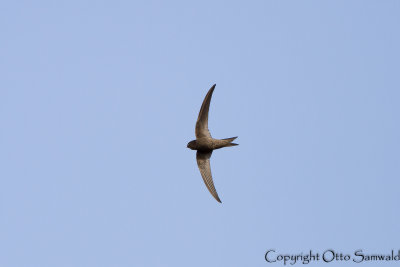 Plain Swift - Apus unicolor