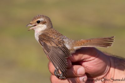 Red-backed Shrike - Lanius collurio