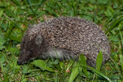 Eastern Hedgehog - Erinaceus concolor