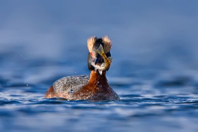 horned-grebe-with-perch.jpg