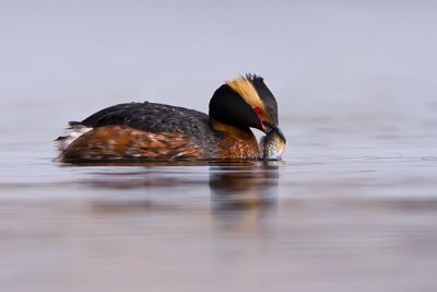 horned-grebe-eats-a-sunfish.jpg