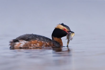 horned-grebe-with-sunfish-right.jpg