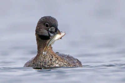 pie-billed-eats-a-bass.jpg