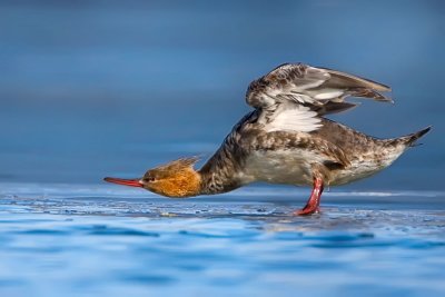 rbm-hen-on-ice-stretch.jpg