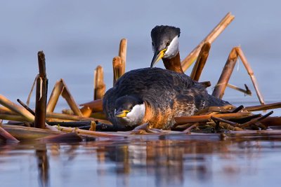 rednecked-grebe-male-approaches-the-female-on-nest.jpg