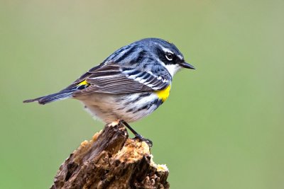 yellow-rumped-warbler-on-log.jpg