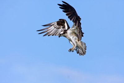 osprey-drops-in.jpg