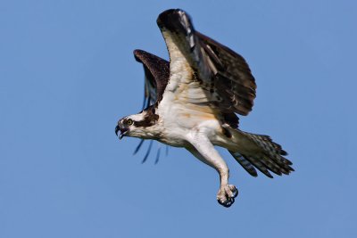 mean-osprey.jpg