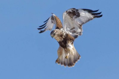 rough-legged-hawk-hunting-3-3-12.jpg