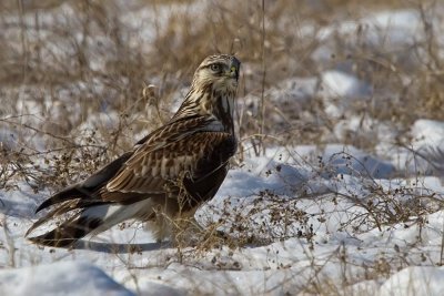 rough-legged-hawk-on-prey.jpg
