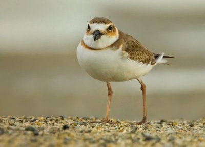 semipalmated-plover-web.jpg