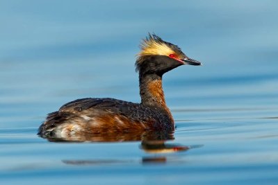 horned-grebe-drake-on-blue.jpg