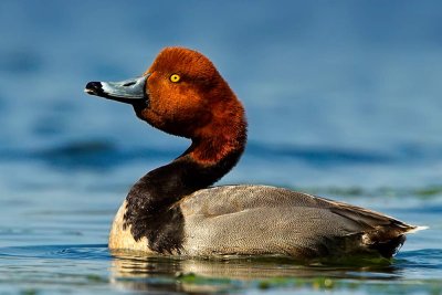 redhead-displaying.jpg