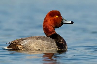 redhead-whistle-web.jpg