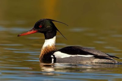 rebreasted-merganswer-drake-on-yellowgreen-water-web.jpg