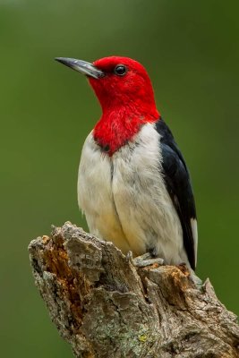 redheaded-woodpecker-web.jpg