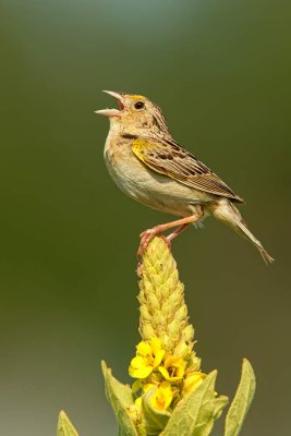 grasshopper-sparrow-sings-web.jpg
