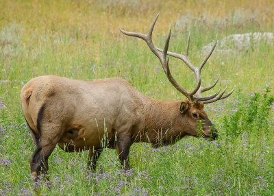 yellowstone