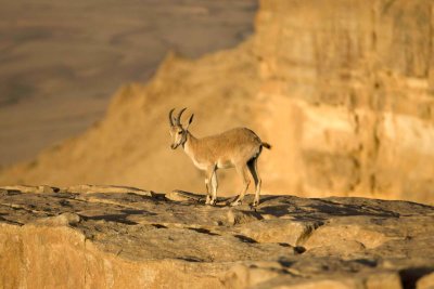 The Negev - Israel