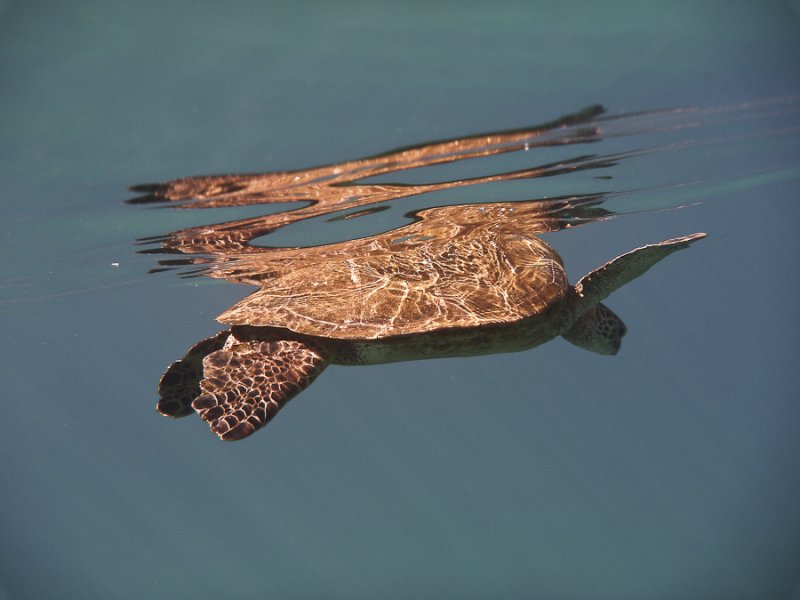 Hawaiian Green Sea Turtle (Honu)