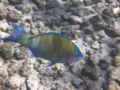 Palenose Parrotfish (uhu)
