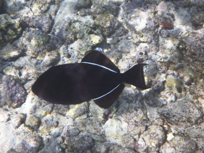 Black Triggerfish